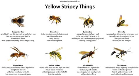 A Comprehensive Guide to Yellow Enemies and Non-hostiles : r/WaspHating