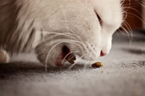 Best Dry Cat Food: Vet Recommended Dry Foods for Cats