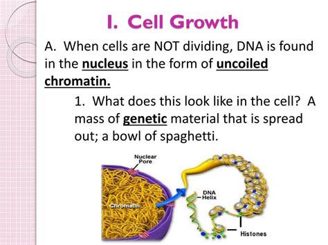 PPT - Chapter 10 Cell Growth and Division PowerPoint Presentation, free ...