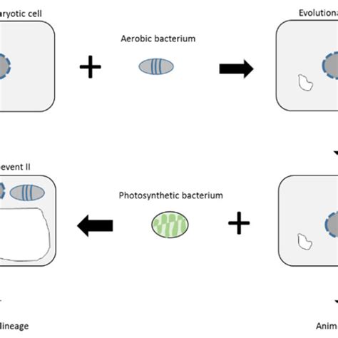 1 Diagrammatic presentation of the endosymbiosis theory, according to ...