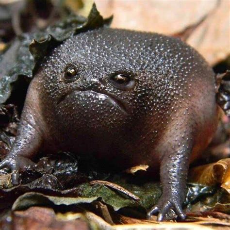 Black Rain Frogs Sound Like Squeaky Toys And Look Like Angry Avocados ...