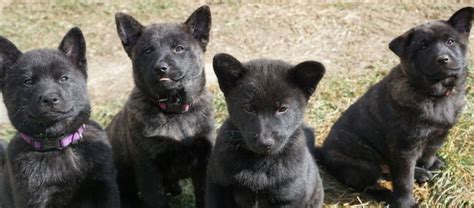 Kai Ken Puppies / A Blog All About Kai Ken Hayaikaze Kai Ken Breeder ...