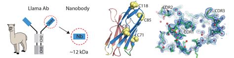 Llama-derived nanobodies as a new tool in solving crystal structure