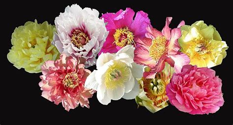 Peony Nursery features large selection of ITOH Peonies, catalog with full color, at Peony ...