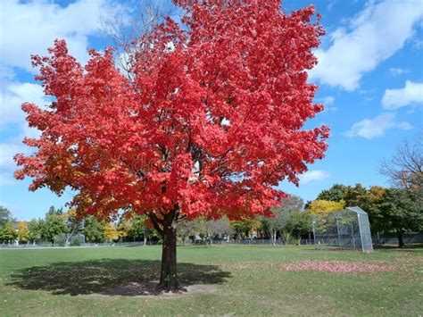 Maple Tree in Brilliant Red Fall Color Stock Photo - Image of grass ...