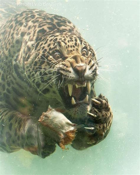 Leopardo cazando debajo del agua. : r/pics