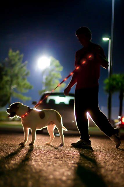 How to Safely Walk Your Dog at Night | The Dog People by Rover.com