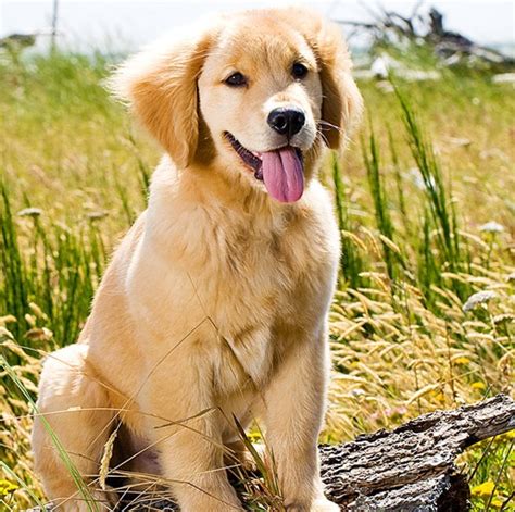 Training Golden Retriever Puppies | Golden Retriever Expert