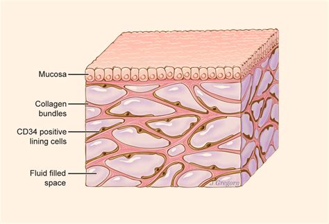 Interstitium: ‘New’ Organ Found in Human Body | Anatomy, Medicine | Sci ...