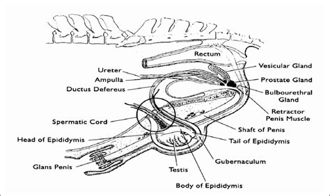 a. Sagittal view of the stallion reproductive tract anatomy. | Download ...