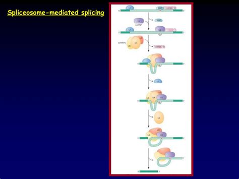 PPT - Polyadenylation and Termination PowerPoint Presentation, free download - ID:4558506