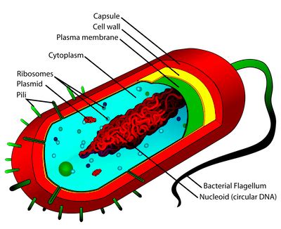 Prokaryotic Cells | Definition, Structure & Examples - Lesson | Study.com