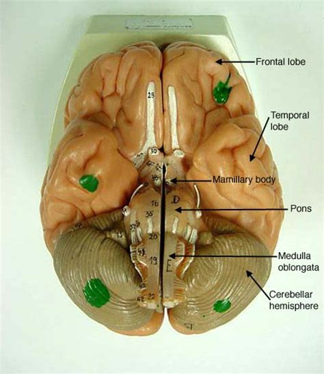 Brain Top View Labeled