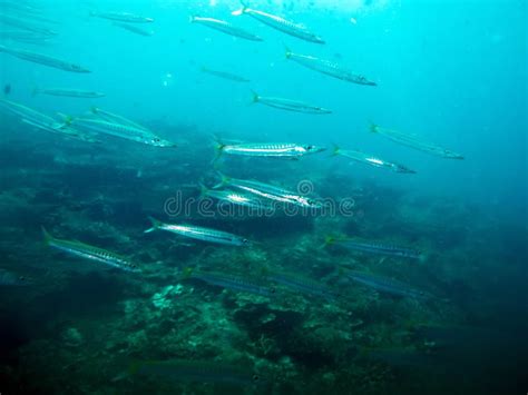 Baby barracuda stock image. Image of reef, fish, general - 21941033