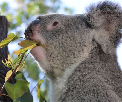 How Can Koalas Eat Eucalyptus - ABIEWRT