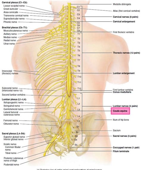 Cauda equina, cauda equina syndrome causes, symptoms & treatment