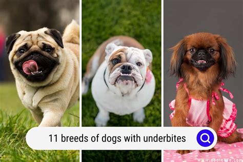 11 Breeds Of Dogs With UNDERBITES (+ Photos) - OodleLife®