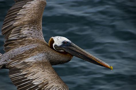 A Pelican Fly-By