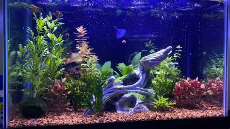 The Best Petsmart Plants For Your Aquarium: Recommendations - Betta Fish World