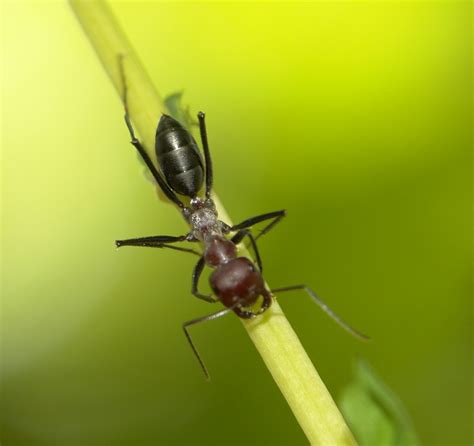 File:Black ant, Jaura, India.jpg - Wikimedia Commons