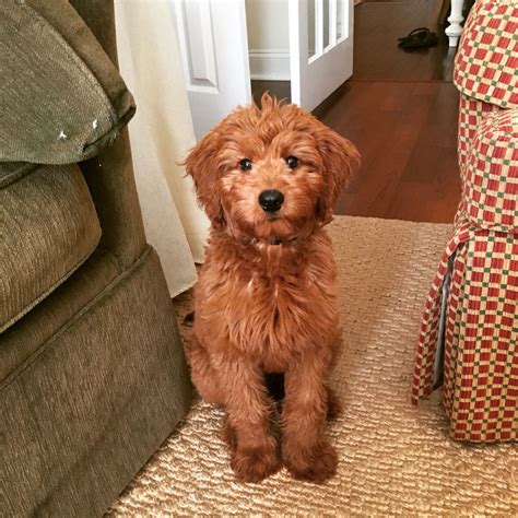 Medium F1b Goldendoodle | Goldendoodle haircuts, Goldendoodle miniature, Mini goldendoodle puppies