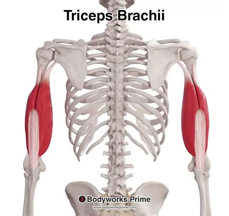 Triceps Brachii Muscle Anatomy - Bodyworks Prime