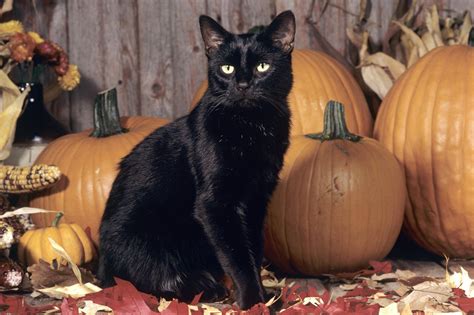Halloween Black Cats Wallpapers - Wallpaper Cave