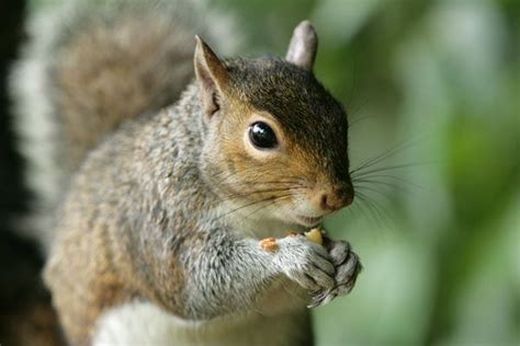 Squirrels: Diet, Habits & Other Facts | Live Science