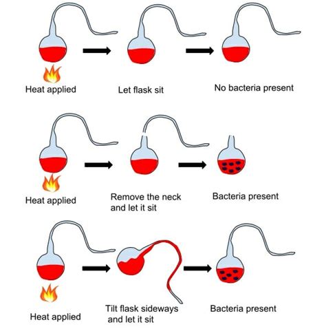 Germ Theory of Disease - Definition, History and Quiz | Biology Dictionary