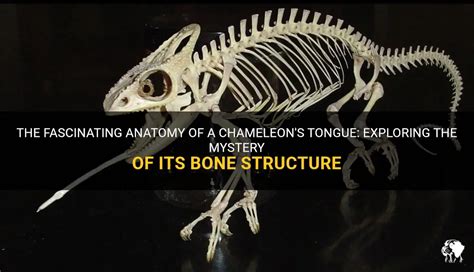 The Fascinating Anatomy Of A Chameleon's Tongue: Exploring The Mystery ...