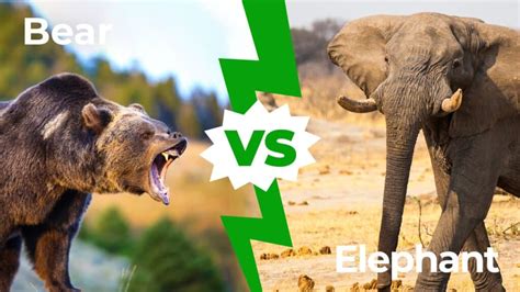 Bear vs Elephant: Who Would Win in a Fight? - A-Z Animals