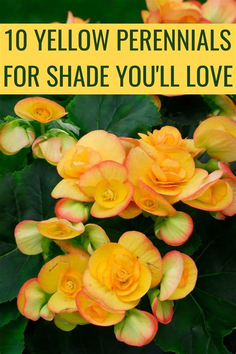 10 Yellow Perennials For Shade You'll Fall In Love With