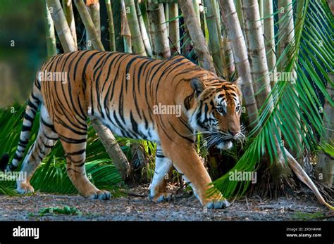 Malaysia tiger, Malayan tiger (Panthera tigris jacksoni), malayan tiger, Jackson tiger, Malayan ...