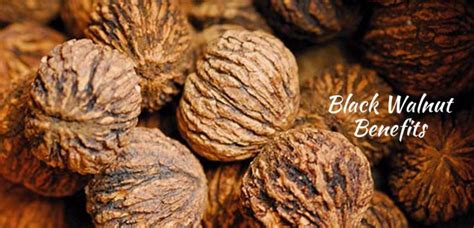 Black Walnut Benefits For A Healthier And Superior Life