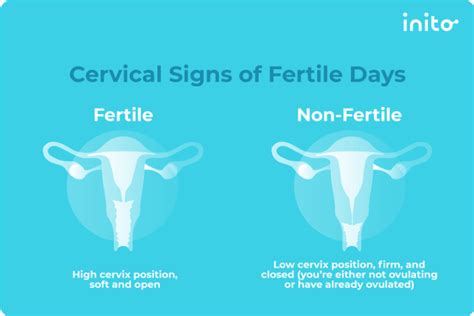 What to know if you think you’ve bruised your cervix - Inito