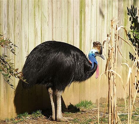 Picture 6 of 8 - Cassowary (Casuarius) Pictures & Images - Animals - A ...