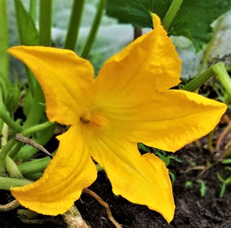 Flower of the Day - Cucurbita Pepo | Flowers, Squash varieties, Pollination