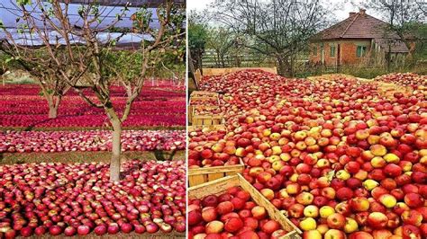 How To Harvest Apple? Apple Harvesting modern technology | Awesome Apple Agriculture Farm