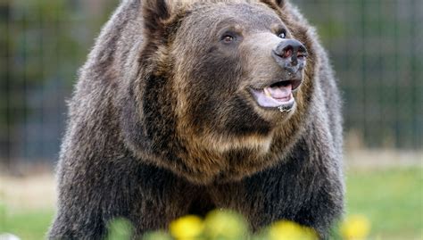 Grizzly Bear forum Ellen downtown Bozeman – March 2, 2019