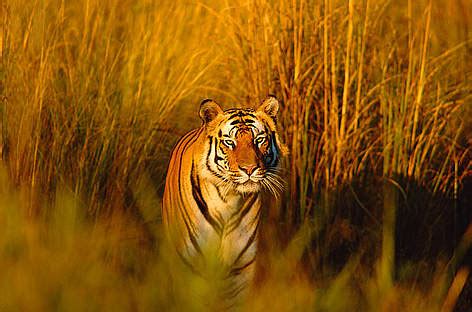 The Habitat Advocate » Blog Archive » Tiger Plight