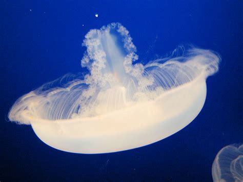Moon Jelly ("Aurelia Aurita"), Monterey Bay Aquarium, Mont… | Flickr