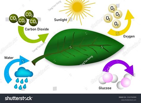 5,784 Equation Diagrams Images, Stock Photos & Vectors | Shutterstock