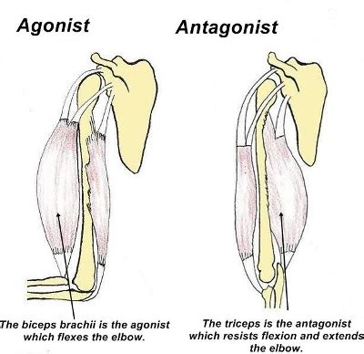 Muscle Roles: Synergist, Agonist, Antagonist, Stabilizer & Fixator