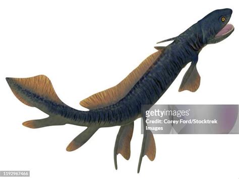 Xenacanthus Shark Fossil