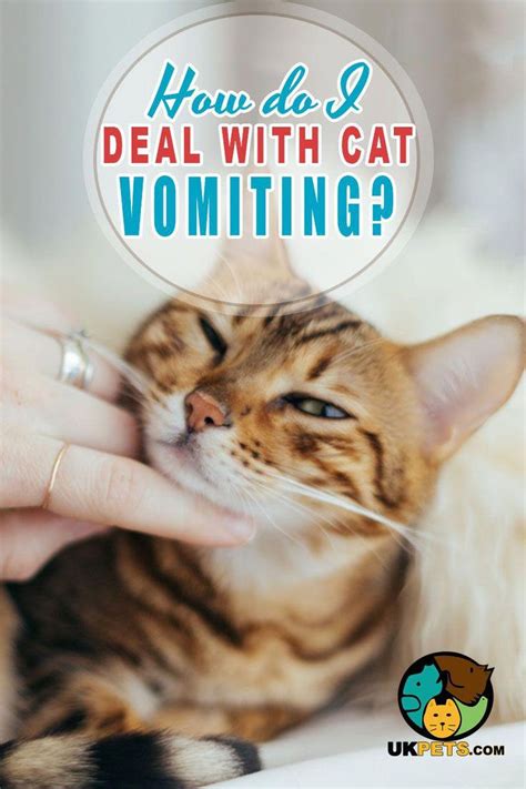 It is normal for cats to vomit once in a while. But not so if your feline pet throws up once a ...