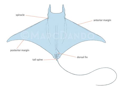 What are mobulids? | Manta & Devil ray ecology and biology — Manta Trust