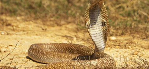 The Strange Snacking Habits Of Snakes! - Wildlife SOS