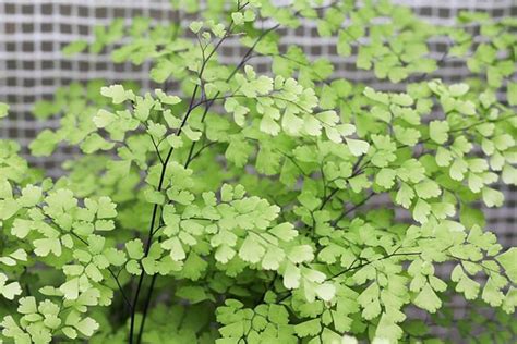 How to Grow Maidenhair Ferns Indoors or Outdoors - Dengarden