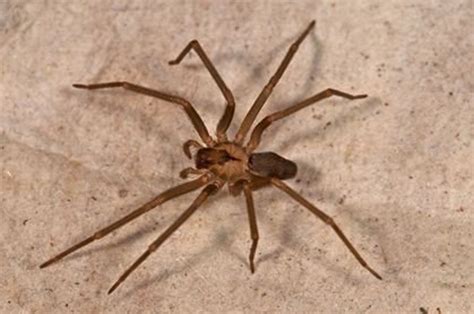 Do Black House Spiders Eat Other Spiders : The 7 Most Common Types Of House Spiders - Common ...