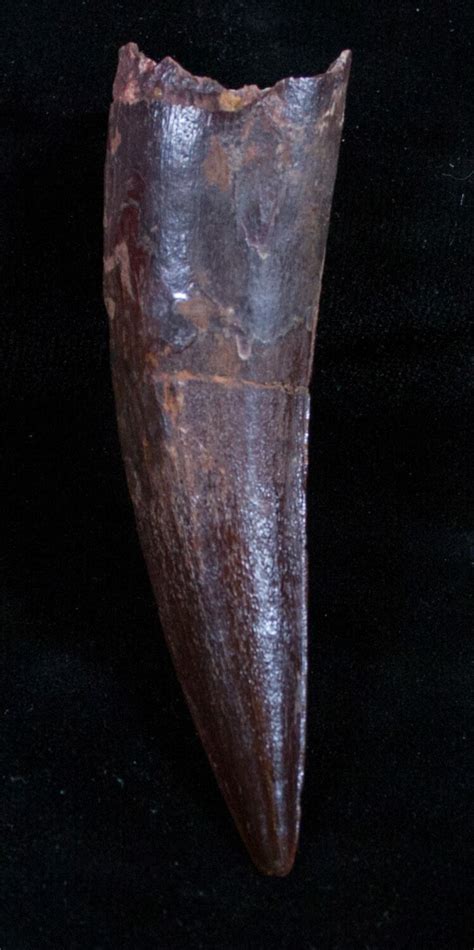 Premium Spinosaurus Tooth - 3.1 Inches Long For Sale (#3057) - FossilEra.com